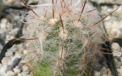 Oreocereus Trollii ‘Old Man of the Mountain’