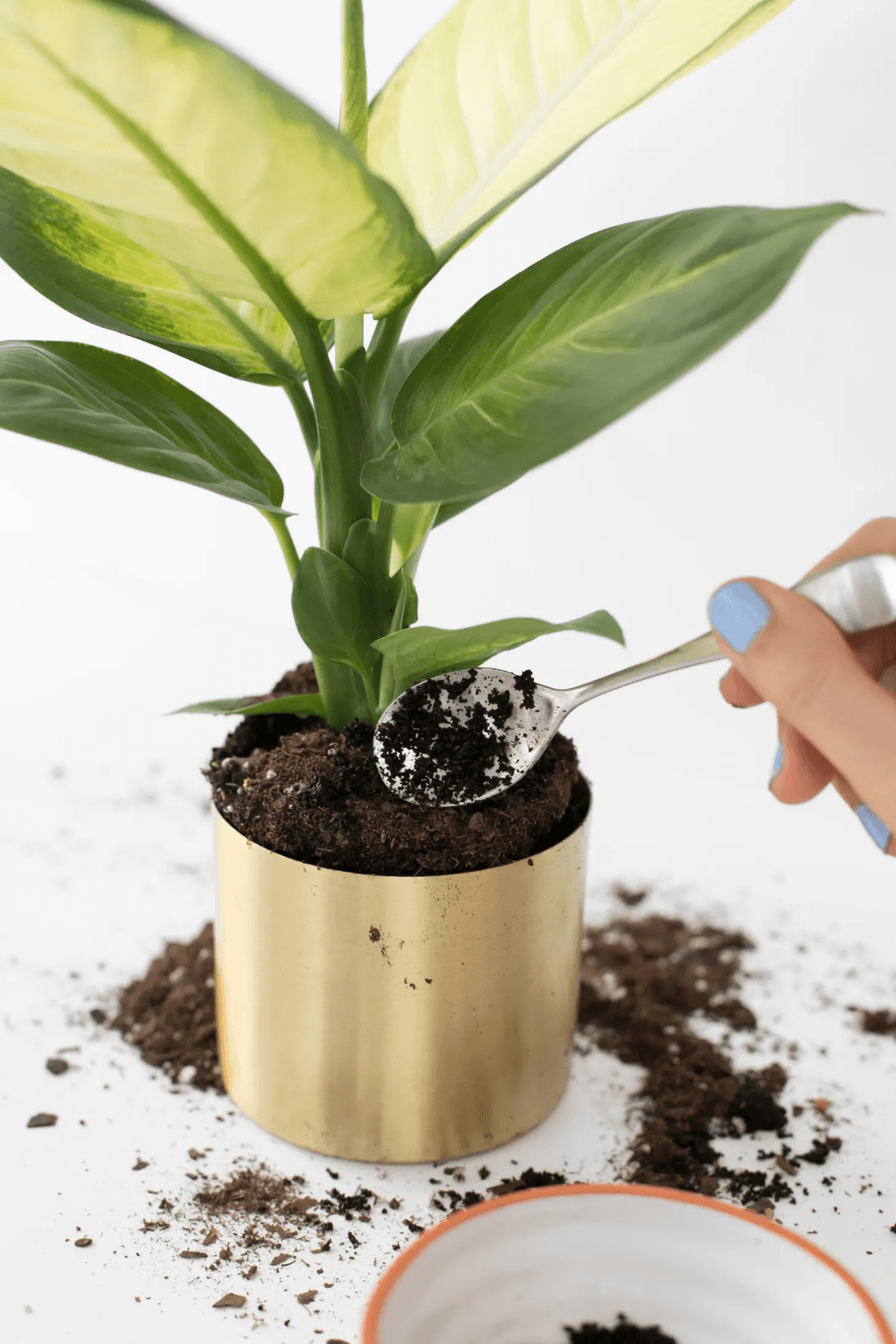 Can You Use Coffee Grounds For Indoor Plants Succulents