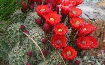 Echinocereus Coccineus ‘Scarlet Hedgehog Cactus’