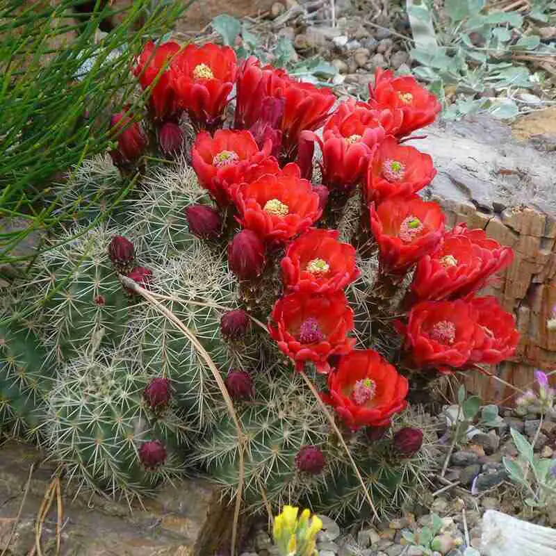 Echinocereus Coccineus ‘Scarlet Hedgehog Cactus'