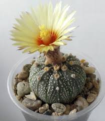 Astrophytum Asterias ‘Sand Dollar Cactus’