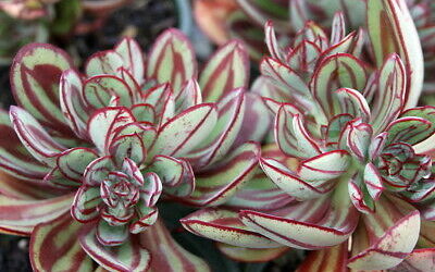 Echeveria Nodulosa ‘Painted Echeveria’