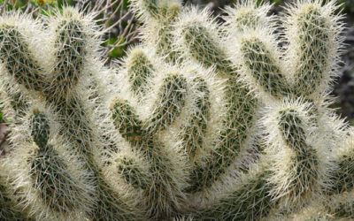 Cylindropuntia Bigelovii ‘Jumping Cholla’