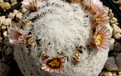 Mammillaria Lasiacantha