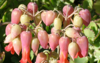 Kalanchoe Laxiflora ‘Mikly Widow’s Thrill’