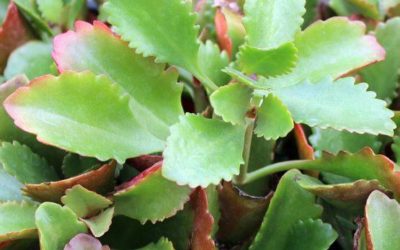 Kalanchoe Prolifera ‘Blooming Boxes’