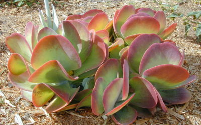 Kalanchoe Thyrsiflora ‘Peddle Plant’