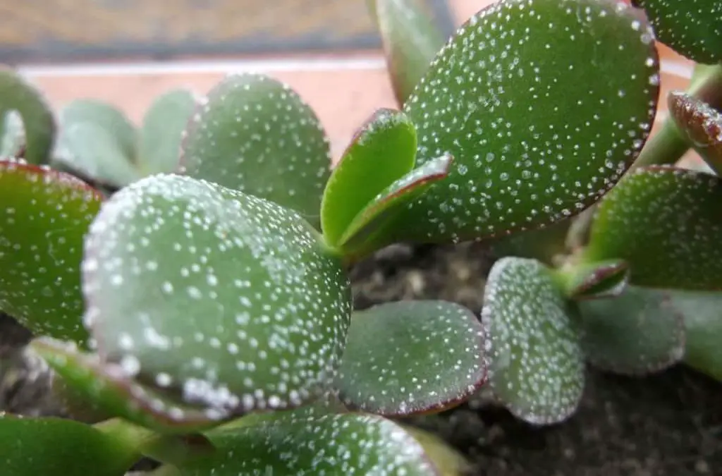 How To Fix White Spots On Jade Plant