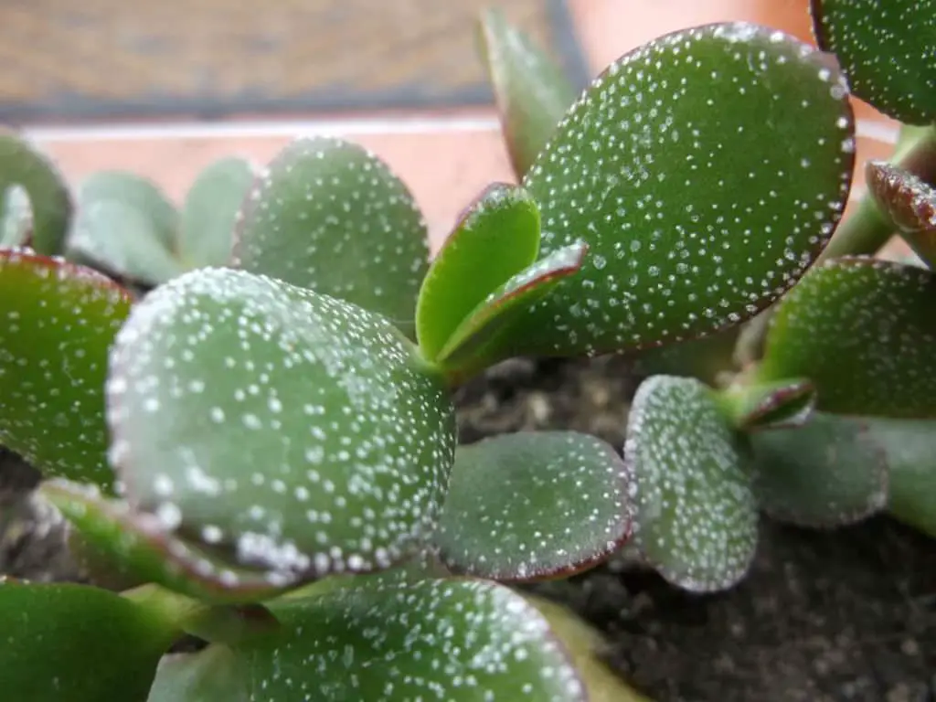 how-to-fix-white-spots-on-jade-plant-succulents-network