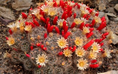 Mammillaria Prolifera ‘Texas Nipple Cactus’