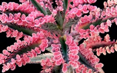 Kalanchoe ‘Pink Butterflies’