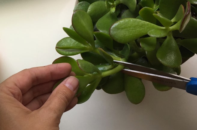 How To Fix White Spots On Jade Plant | Succulents Network