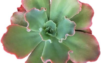 Echeveria ‘Crinoline Ruffles’