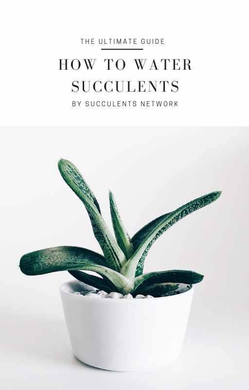 HOW TO WATER SUCCULENTS EBOOK