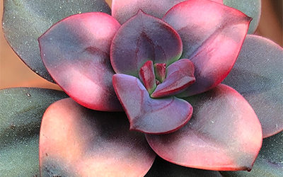 Echeveria ‘Chroma’