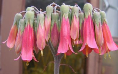 Kalanchoe x Houghtonii ‘Mother Of Millions Hybrid’