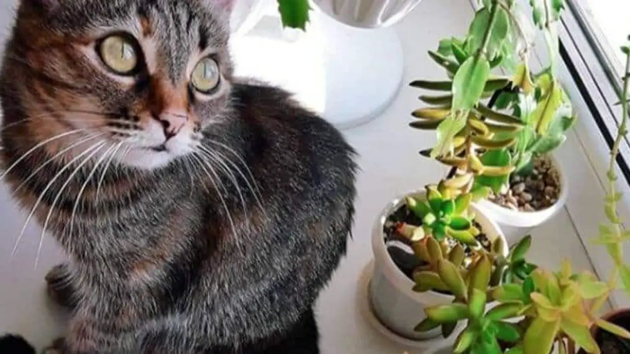 Ponytail Palm Poisonous To Cats / 6 Stylish Houseplants That Are Safe