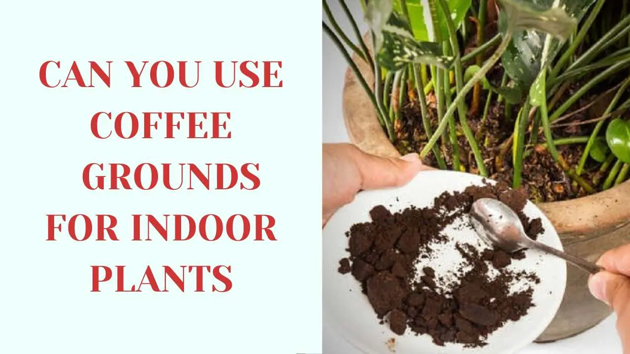 Can You Use Coffee Grounds For Indoor Plants