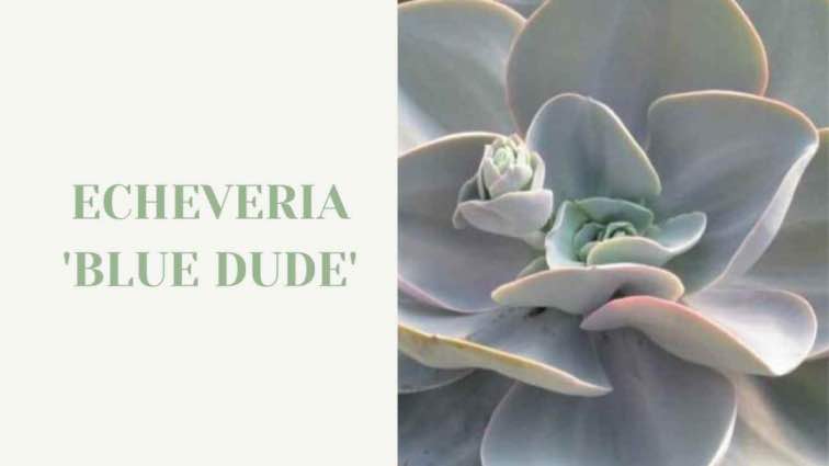 Succulents Network - Succulents Network