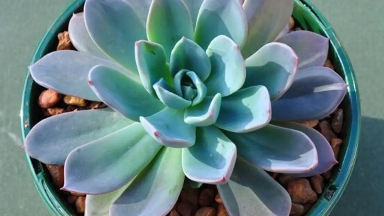 Echeveria Blue Prince Care Guide With Pictures Succulents Network