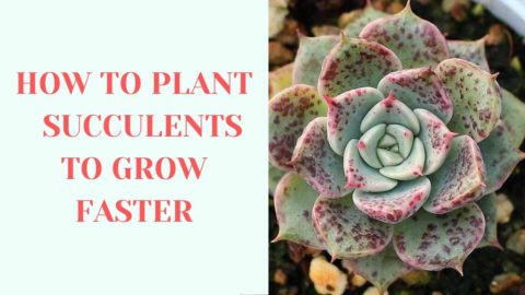 How-to Guides - Succulents Network