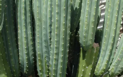 Echinopsis Pachanoi ‘San Pedro Cactus’