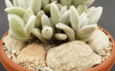 Kalanchoe Eriophylla ‘Snow White Panda’