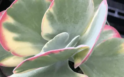 Kalanchoe Luciae ‘Fantastic’