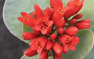 Kalanchoe Scapigera ‘Mealy Kalanchoe’