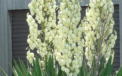 Yucca Filamentosa ‘Adams Needle’