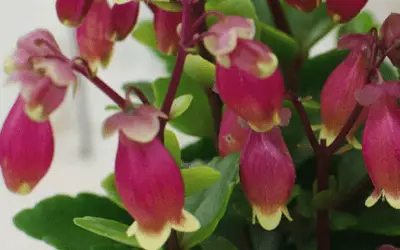 Kalanchoe ‘Wendy’