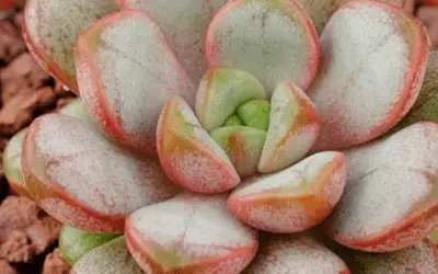 X Graptoveria ‘Amethorum’