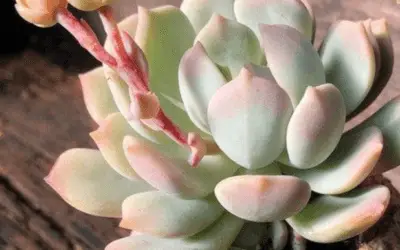 X Graptoveria ‘A Grim One’