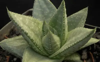 X Gasteraloe ‘Silver Swirls’