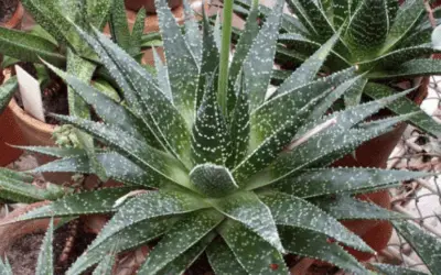 X Gasteraloe Beguinii ‘Lizard Tail’