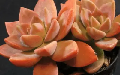 X Graptosedum ‘California Sunset’