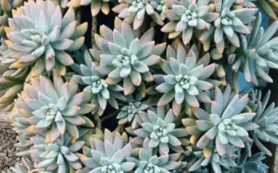 X Graptosedum ‘Francesco Baldi’