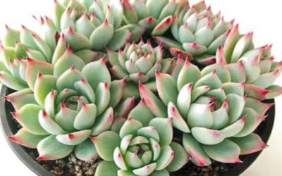 Echeveria ‘Beatrice’