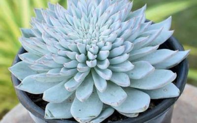 Echeveria ‘Blue Bird’