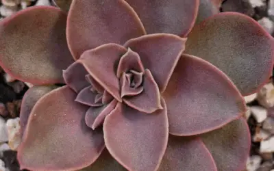 Echeveria ‘Brown Sugar’