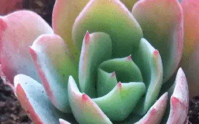 Echeveria ‘Ed Hummel’