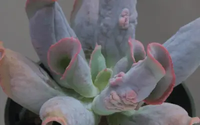 Echeveria ‘Culibra’