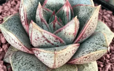 Echeveria ‘Dionysos’