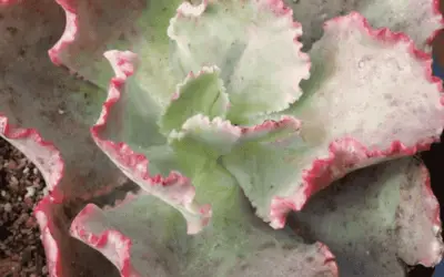 Echeveria ‘Dick’s Pink’