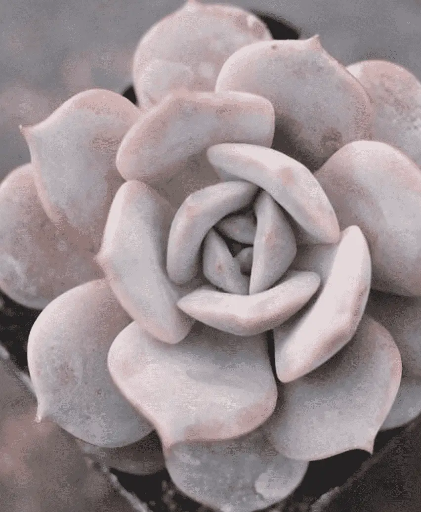 Echeveria ‘Derenceana'