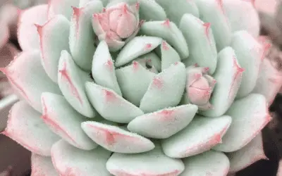 Echeveria ‘Captain Hay’