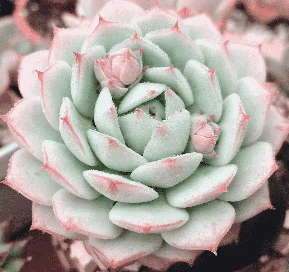 Echeveria ‘Captain Hay’