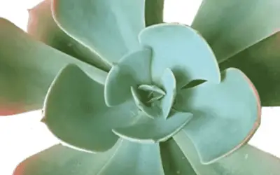 Echeveria ‘Blue Sky’