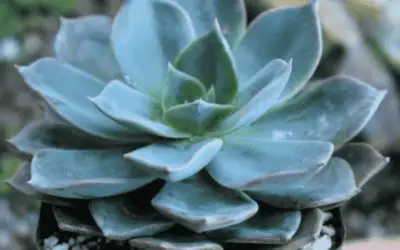 Echeveria ‘Blue Prince’