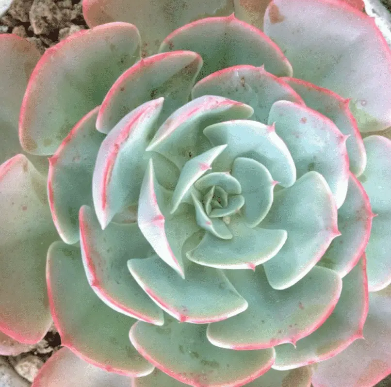 Echeveria 'Cassyz Winter’